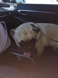 Found/Stray Male Dog last seen 24th st and Broadway, Phoenix, AZ 85040