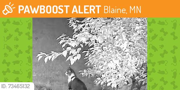 Found/Stray Unknown Cat last seen Radisson road, Blaine, MN 55434