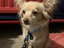 Reunited Male Dog last seen S Rossiter St, Mount Dora, FL 32757