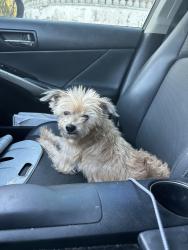 Reunited Female Dog last seen Hacienda and Colima, Hacienda Heights, CA 91745