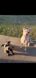 Reunited Male Dog last seen Winding Rd, College Station, TX 77840, USA, College Station, TX 77840