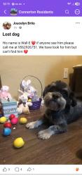 Reunited Male Dog last seen Connerton Community in the Camelia Crest Subdivision, Connerton, FL 34637