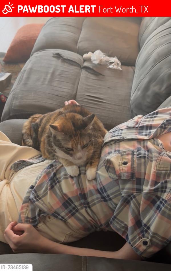 Lost Female Cat last seen Wonder dr and Minit, Fort Worth, TX 76133