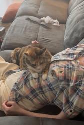 Lost Female Cat last seen Wonder dr and Minit, Fort Worth, TX 76133