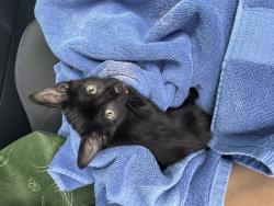 Shelter Stray Female Cat last seen Near N Ih 35, AUSTIN, TX, 78752, 7201 Levander Loop bldg a, Austin, TX 78702, USA