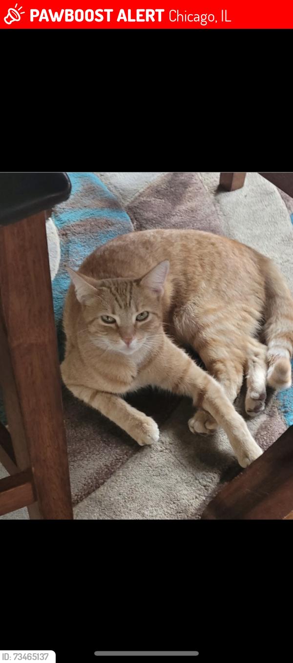Lost Female Cat last seen Near, Chicago, IL 60620