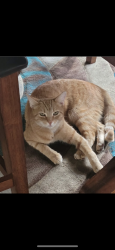 Lost Female Cat last seen Near, Chicago, IL 60620
