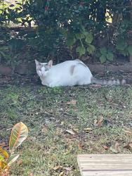 Lost Male Cat last seen Lotus Hill Drive near Sun City Blvd., Las Vegas, NV 89134