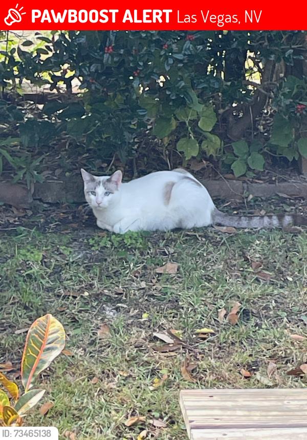 Lost Male Cat last seen Lotus Hill Drive near Sun City Blvd., Las Vegas, NV 89134
