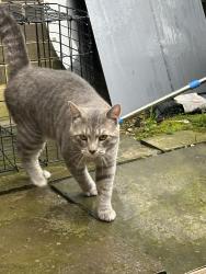 Found/Stray Unknown Cat last seen Fern hollow way, Montgomery Village, MD 20886