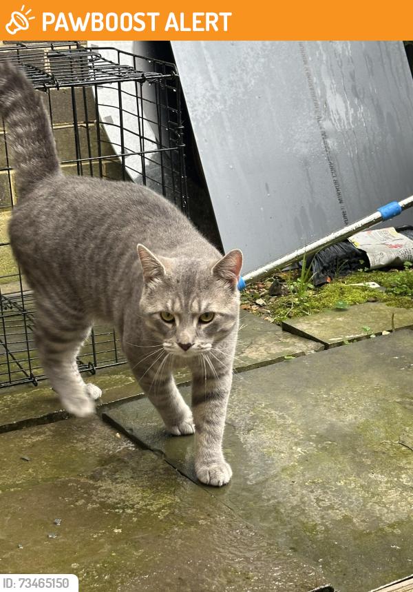 Found/Stray Unknown Cat last seen Fern hollow way, Montgomery Village, MD 20886