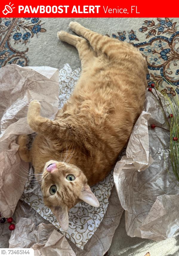 Lost Male Cat last seen Cumberland Rd. And Shamrock, Venice, FL 34293
