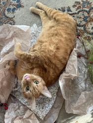 Lost Male Cat last seen Cumberland Rd. And Shamrock, Venice, FL 34293