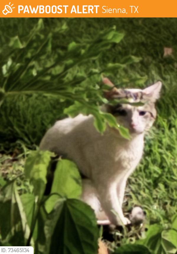 Found/Stray Male Cat last seen Plantation Mill Place, Sienna, TX 77459
