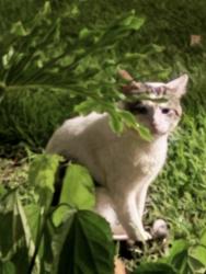 Found/Stray Male Cat last seen Plantation Mill Place, Sienna, TX 77459