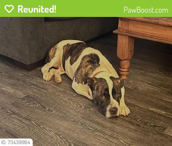 Reunited Male Dog last seen S Lamont, Lamont, Roy Pearson, North Pearson, Springfield, TN 37172