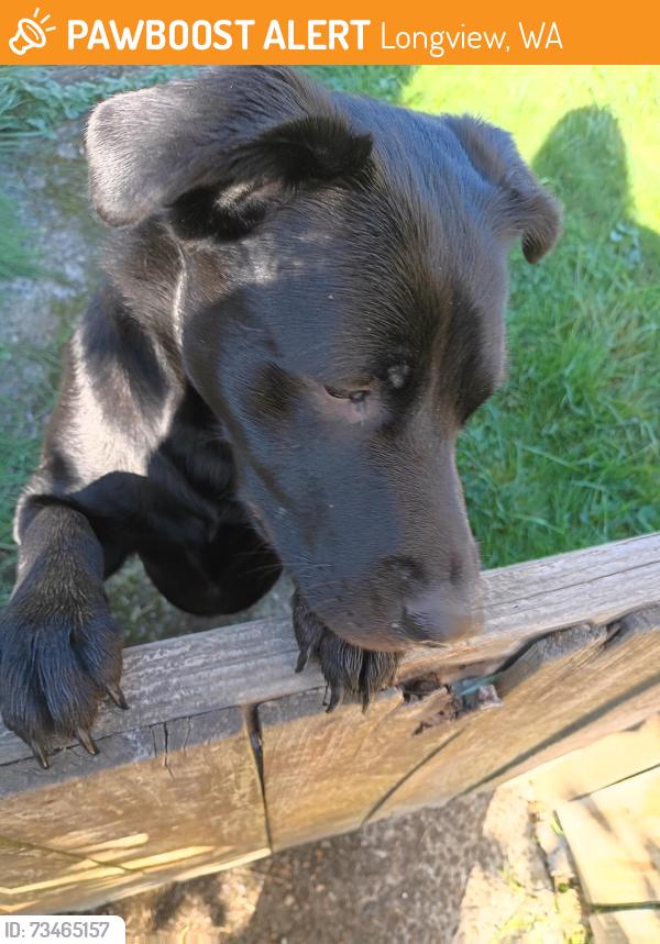 Found/Stray Unknown Dog last seen 32nd, Longview, WA 98632