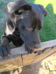Found/Stray Unknown Dog last seen 32nd, Longview, WA 98632