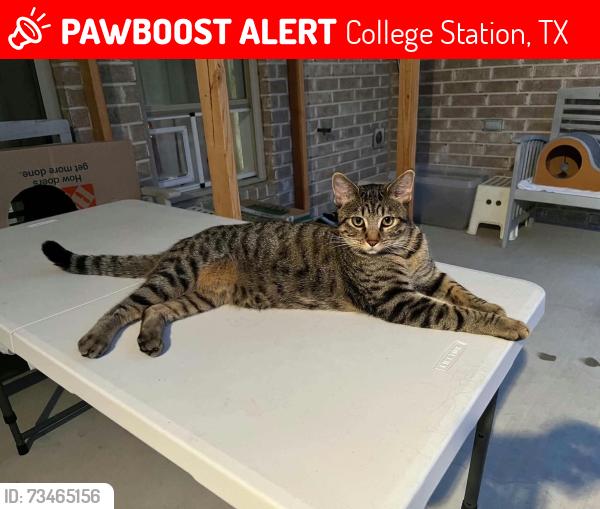 Lost Male Cat last seen Near Robinsville Ct, College Station, TX 77845