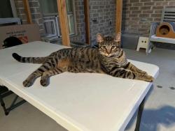 Lost Male Cat last seen Near Robinsville Ct, College Station, TX 77845
