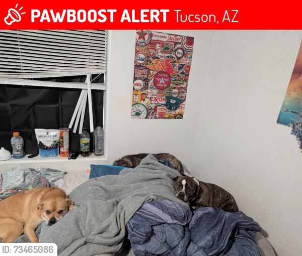 Lost Female Dog last seen Cardinal and Valencia, Tucson, AZ 85746