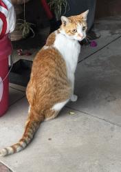 Lost Male Cat last seen lassen st and Zelzah ave, Los Angeles, CA 91330