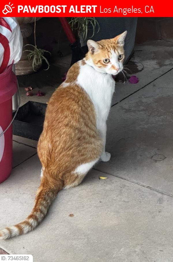 Lost Male Cat last seen lassen st and Zelzah ave, Los Angeles, CA 91330