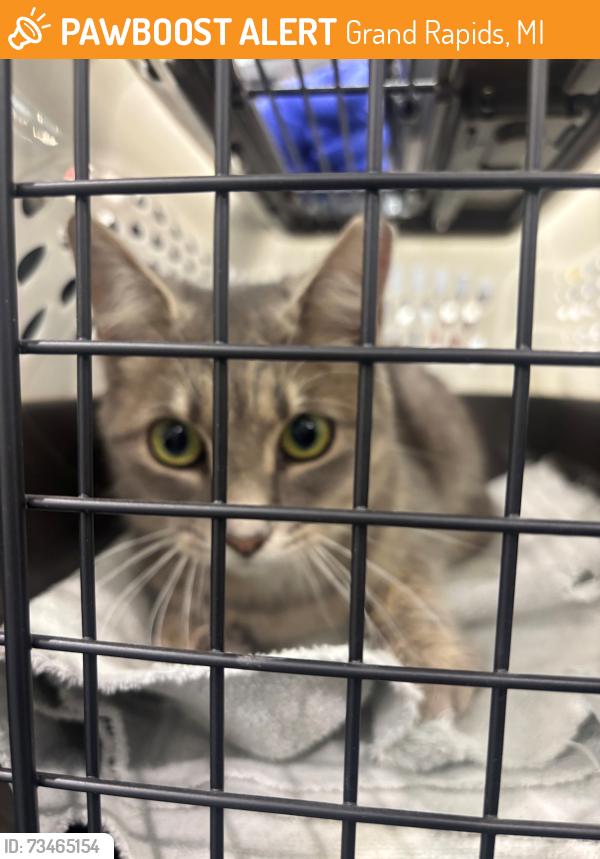 Found/Stray Unknown Cat last seen Deli Court NE, end of cul-de-sac, Grand Rapids, MI 49525