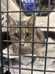 Found/Stray Unknown Cat last seen Deli Court NE, end of cul-de-sac, Grand Rapids, MI 49525