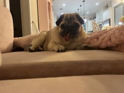 Reunited Male Dog last seen Near park place blvd street and light pole, Rockwall, TX 75087