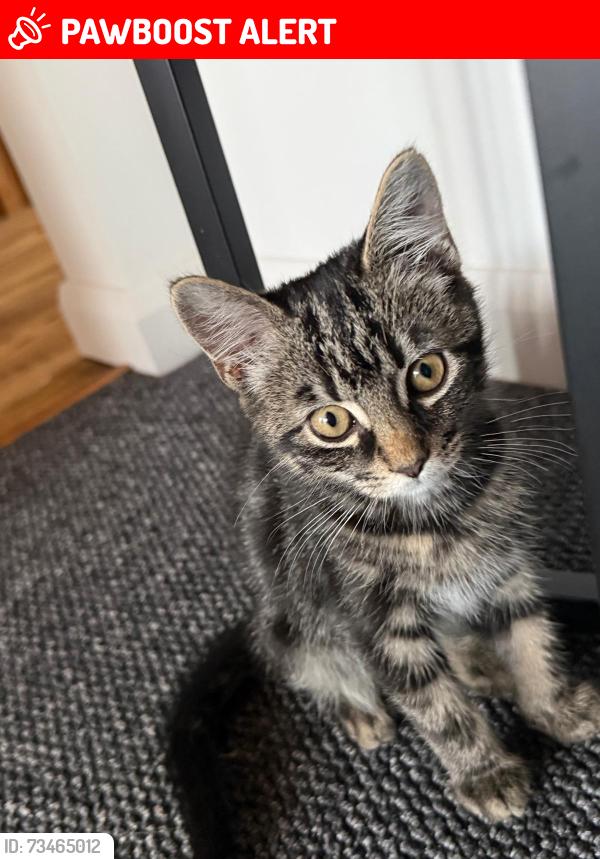 Lost Male Cat last seen Greenhill Road, North Northamptonshire, England NN15 7LN