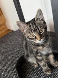Lost Male Cat last seen Greenhill Road, North Northamptonshire, England NN15 7LN