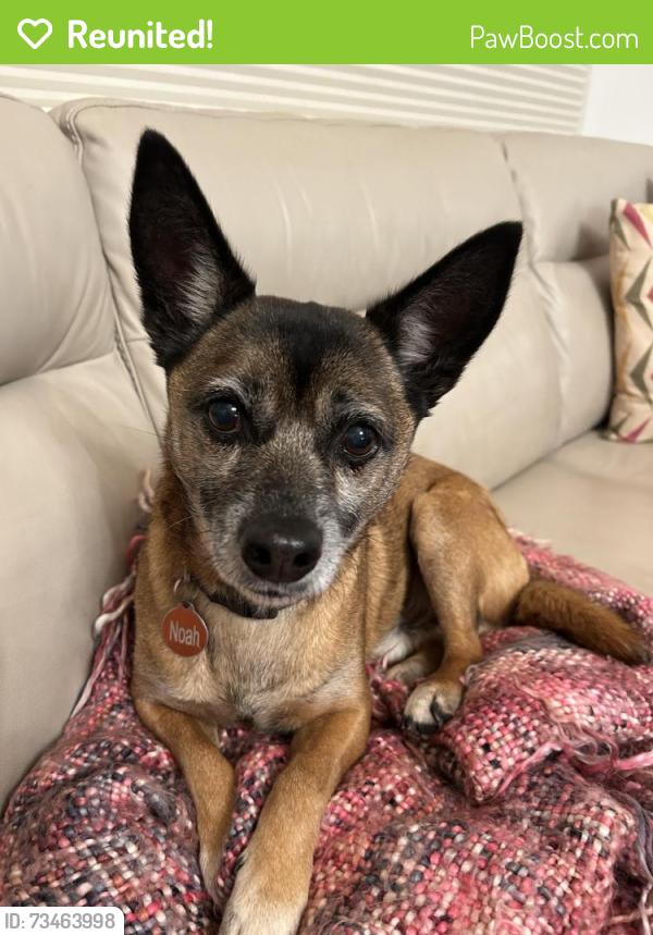 Reunited Male Dog last seen Behind Rheem Theater, Moraga, CA 94556