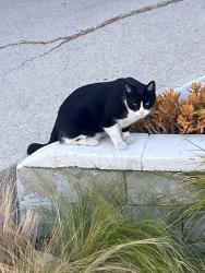 Found/Stray Male Cat last seen Verdugo View 90065, Los Angeles, CA 90065