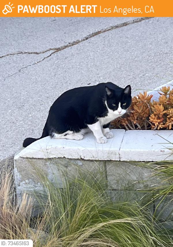Found/Stray Male Cat last seen Verdugo View 90065, Los Angeles, CA 90065