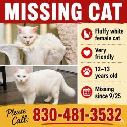 Lost Female Cat last seen Farmhouse Drive in Marion, near HWY 78, Marion, TX 78124