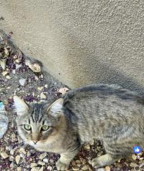 Lost Male Cat last seen Antelope valley hosp 15th street west, Lancaster, CA 93534