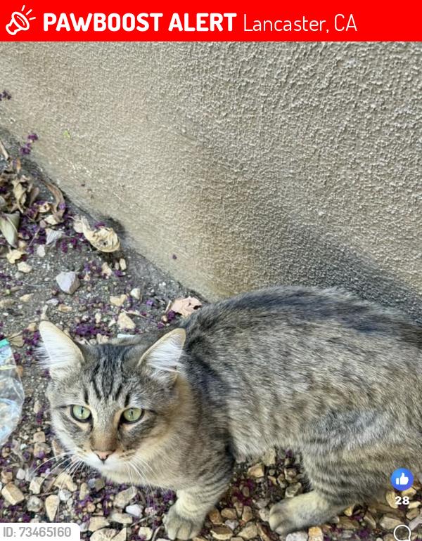 Lost Male Cat last seen Antelope valley hosp 15th street west, Lancaster, CA 93534