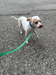 Found/Stray Male Dog last seen RAIL ROAD AVE, CARNEGIE PA. 15106, Carnegie, PA 15106