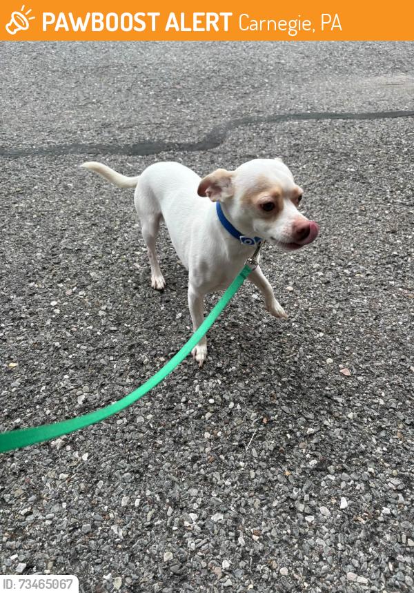 Found/Stray Male Dog last seen RAIL ROAD AVE, CARNEGIE PA. 15106, Carnegie, PA 15106