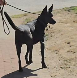 Reunited Male Dog last seen 17A and 52nd stret, Delta, BC V4M 4E2