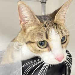 Shelter Stray Female Cat last seen , Animal Care & Control Team of Philly, 111 W Hunting Park Ave, Philadelphia, PA 19140, USA