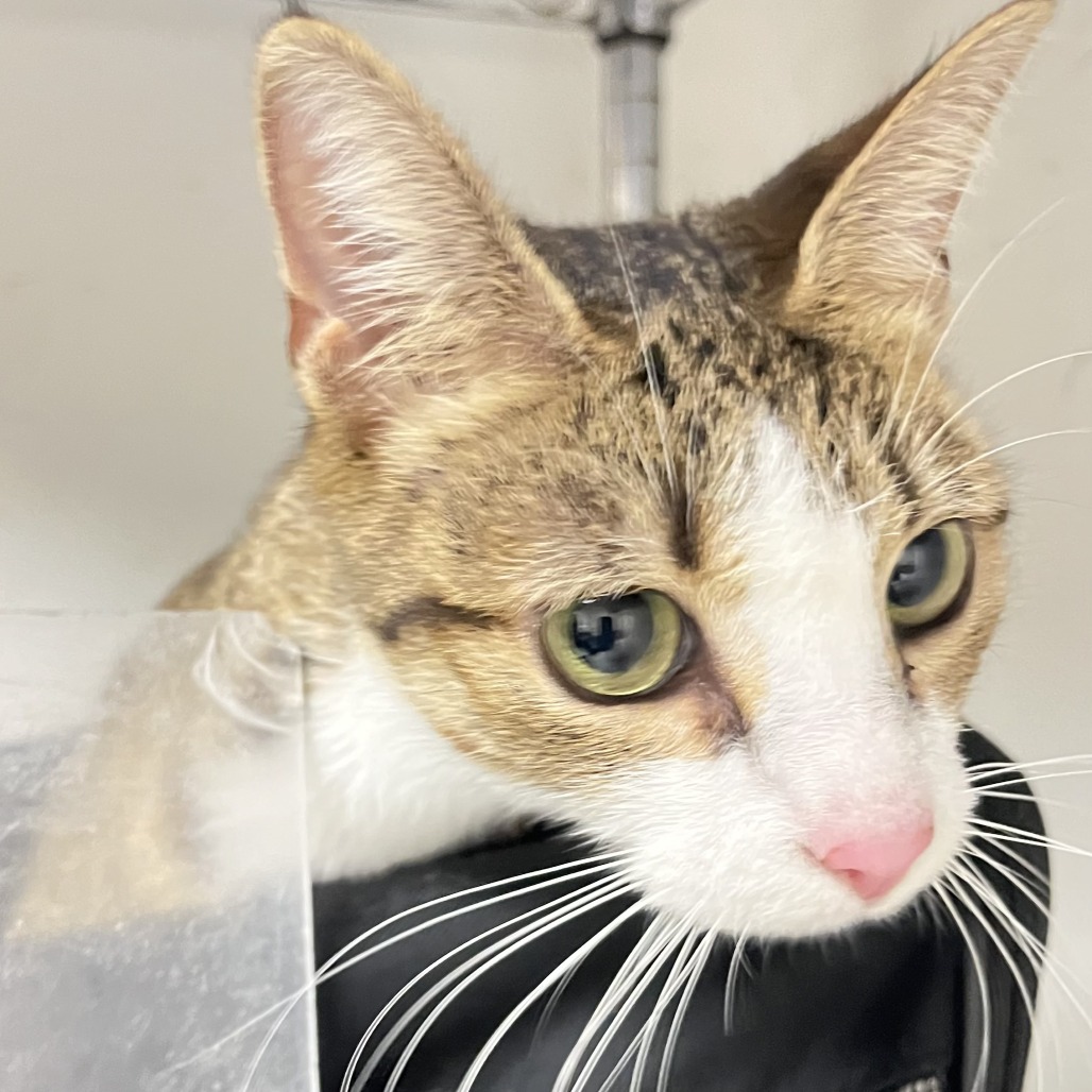 Shelter Stray Female Cat last seen , Animal Care & Control Team of Philly, 111 W Hunting Park Ave, Philadelphia, PA 19140, USA