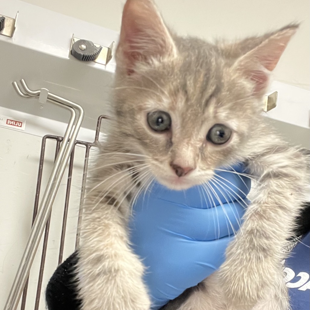 Shelter Stray Male Cat last seen , Animal Care & Control Team of Philly, 111 W Hunting Park Ave, Philadelphia, PA 19140, USA