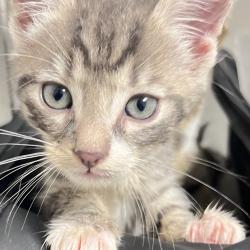 Shelter Stray Male Cat last seen , Animal Care & Control Team of Philly, 111 W Hunting Park Ave, Philadelphia, PA 19140, USA
