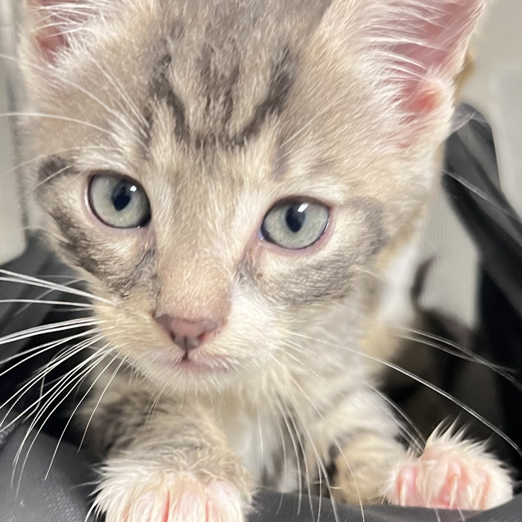 Shelter Stray Male Cat last seen , Animal Care & Control Team of Philly, 111 W Hunting Park Ave, Philadelphia, PA 19140, USA
