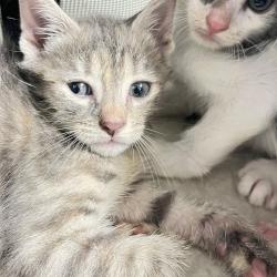 Shelter Stray Female Cat last seen , Animal Care & Control Team of Philly, 111 W Hunting Park Ave, Philadelphia, PA 19140, USA
