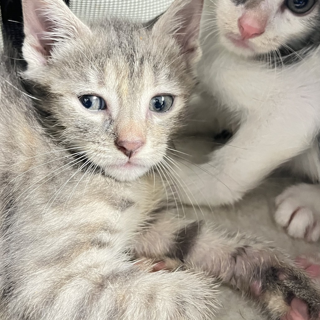 Shelter Stray Female Cat last seen , Animal Care & Control Team of Philly, 111 W Hunting Park Ave, Philadelphia, PA 19140, USA