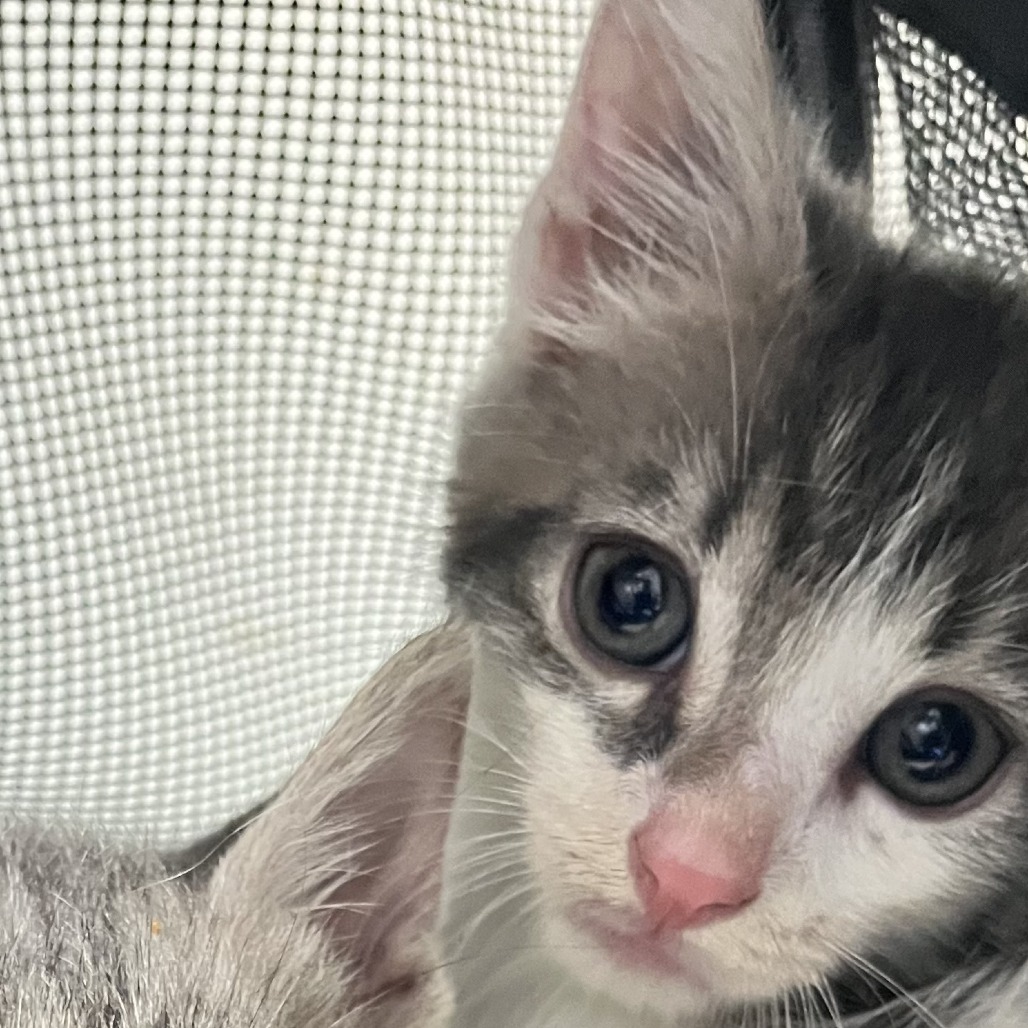 Shelter Stray Female Cat last seen , Animal Care & Control Team of Philly, 111 W Hunting Park Ave, Philadelphia, PA 19140, USA