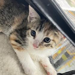 Shelter Stray Male Cat last seen , Animal Care & Control Team of Philly, 111 W Hunting Park Ave, Philadelphia, PA 19140, USA
